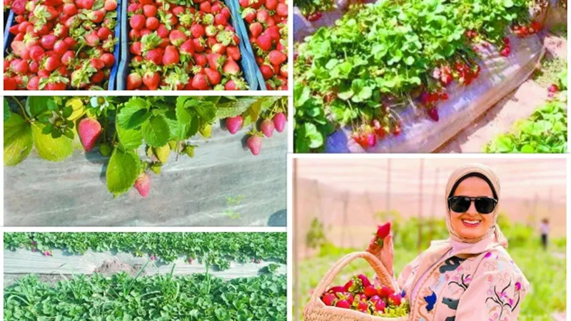الفراولة المصرية.. تغزو الأسواق العالمية