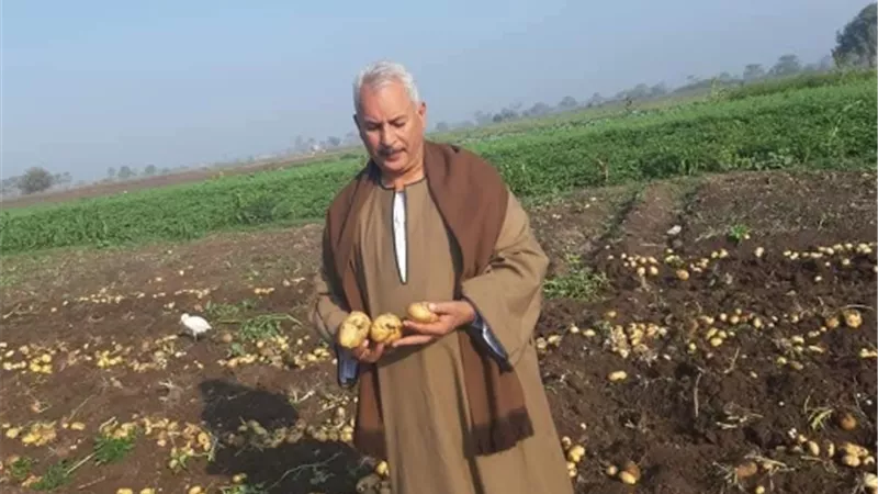 نقيب الفلاحين: يعلن انخفاض اسعار الطماطم والبطاطس