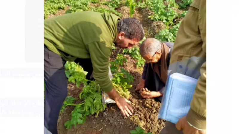 مهندسو 
