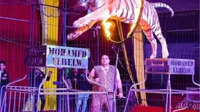 يوميًا.. إقبال جماهيري على سيرك 