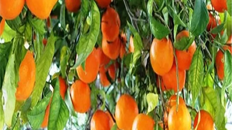 من أم الدنيا لكل العالم.. البرتقال المصري يغزو الأسواق العالمية