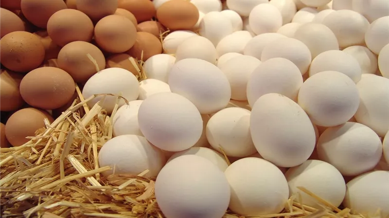 أسعار البيض اليوم الثلاثاء 17- 12-2024