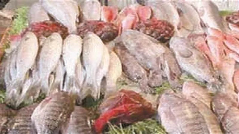 أسماك فاسدة.. فى مطعمين بالتجمع!
