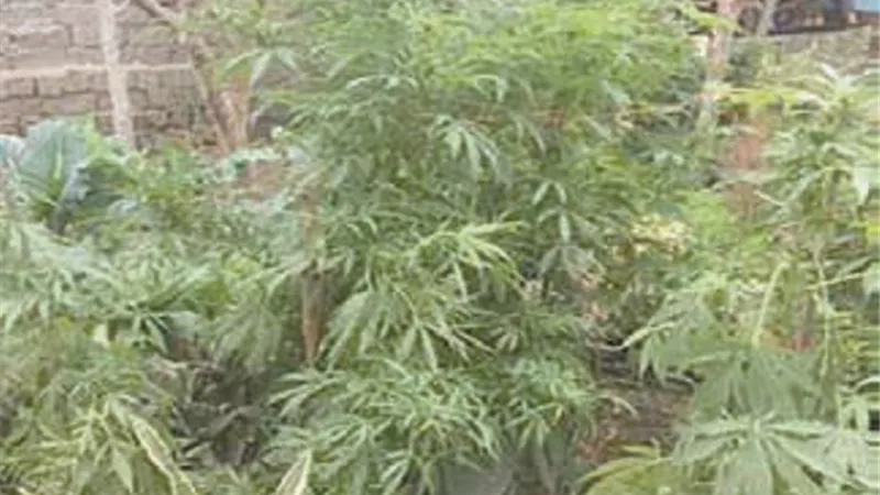مخدرات بالملايين.. مع بلطجي عين شمس