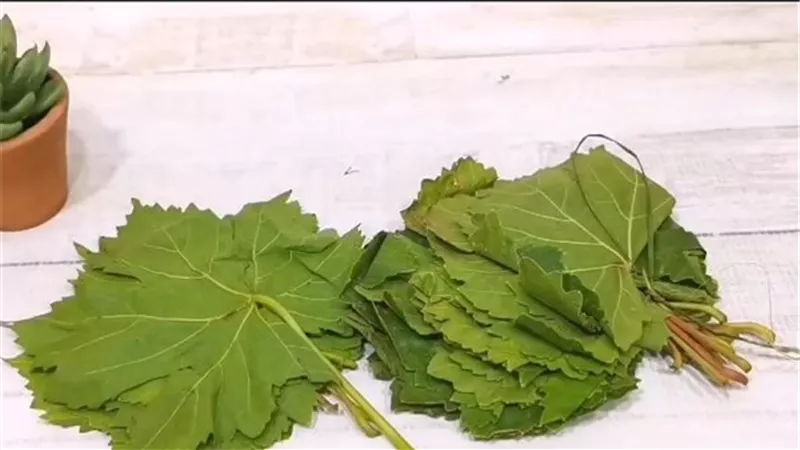 ما الفرق بين ورق العنب وورق التوت؟