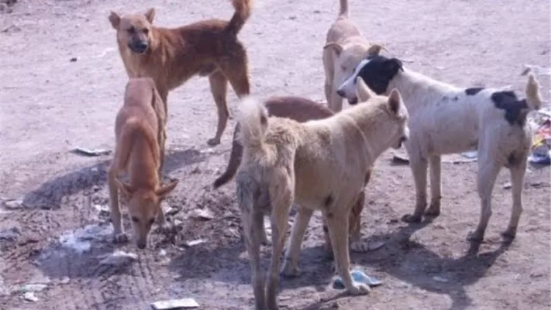 شاب ينقل الكلاب الضالة من منطقة النزهة إلى مزرعة صديقة