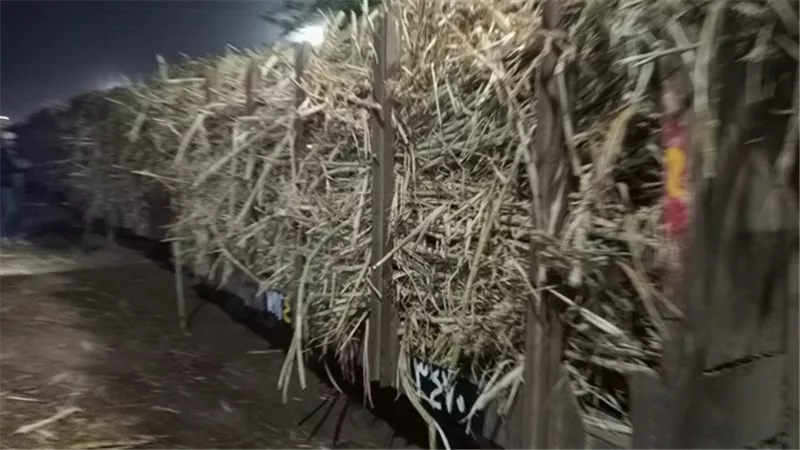 الصناعات التكاملية تبدأ استلام محصول القصب بمصنع أبو قرقاص