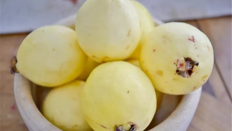 الجوافة درع مناعي ضد أمراض الجهاز التنفسي