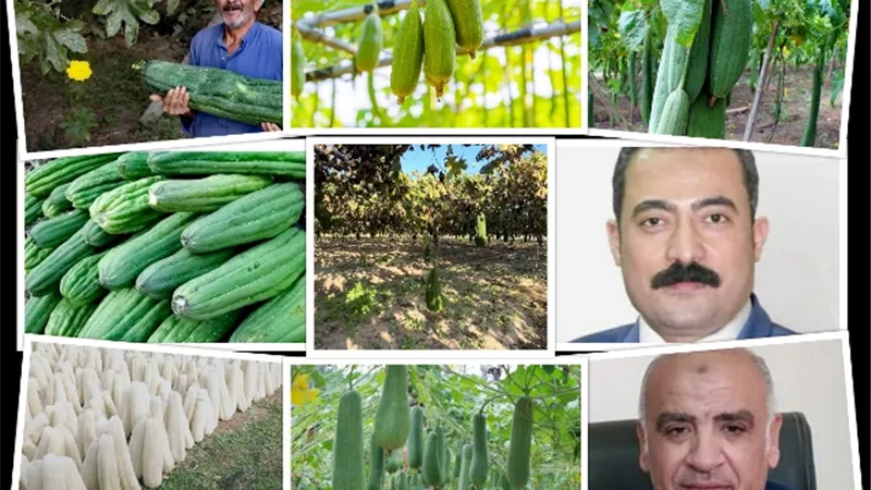 اللوف المصرى.. يتربع علي القمة