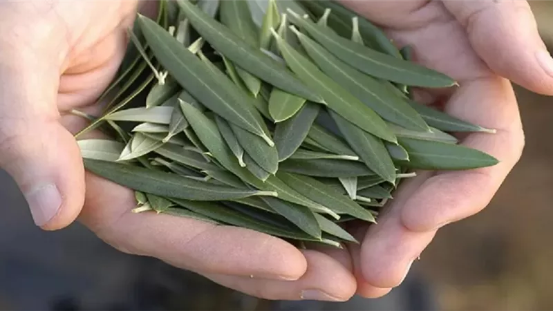 فوائد مذهلة لأوراق الزيتون