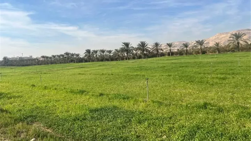 طفرة إنتاجية بمزارع جامعة سوهاج بزراعة ٥٣ فدان قمح وشعير بالموسم