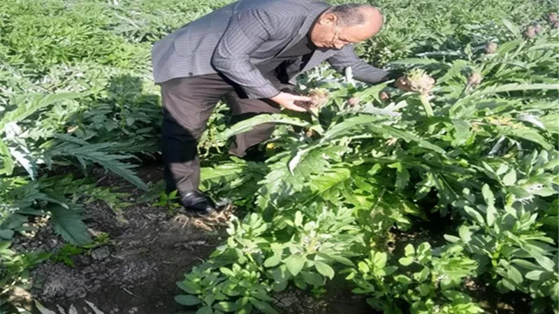 تصدير الخرشوف من كفرالدوار راسا لاسواق اوروبا