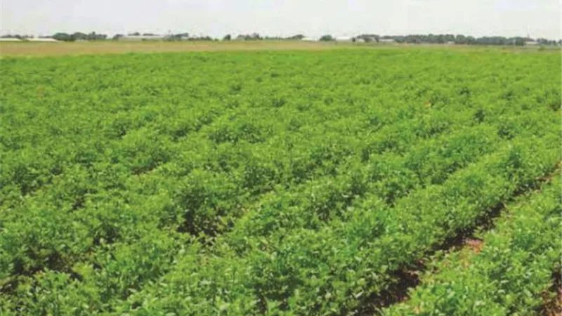تجاوز إيرادات الإصلاح الزراعي الـ650 مليون جنيه في 6 أشهر لـ2024 (إنفوجراف)