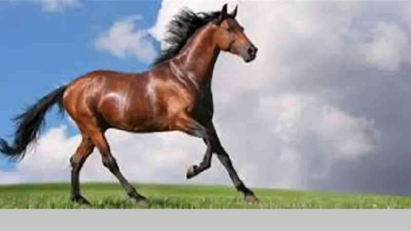اذا كانت من دائرة اهتماماتك..5 احكام شرعية اعرفها عن الخيل