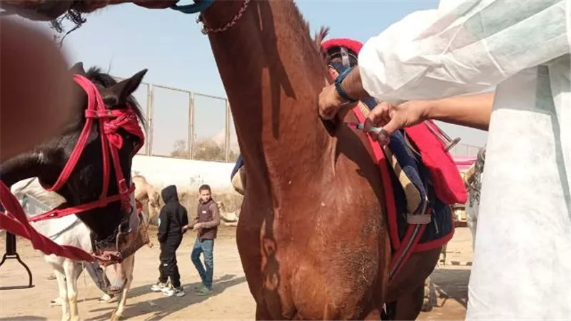 محافظة الجيزة:قوافل بيطرية لفحص وعلاج الخيول والابل بنزلة السمان