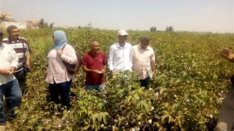 الإسماعيلية فرحانة بجني الذهب الأبيض 