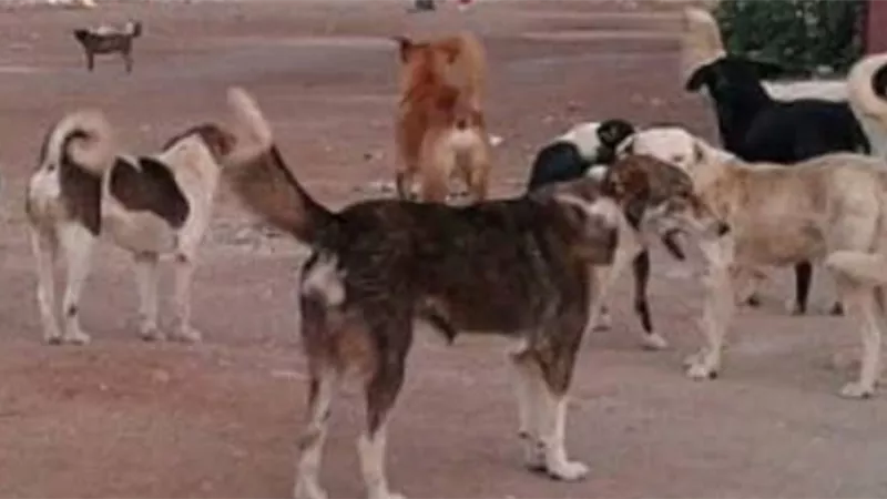في رعاية الكلاب الضالة .. العثور على رضيع في الشارع بالفيوم