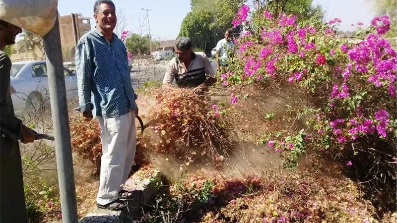 تهذيب وقص الأشجار على طريق مصر - أسوان الزراعى فى الأقصر بالصور