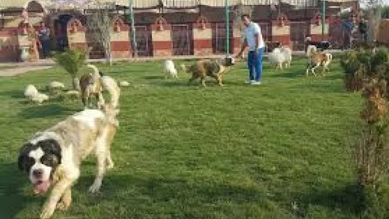 طب بيطرى البحر الأحمر يطالب فندق 
