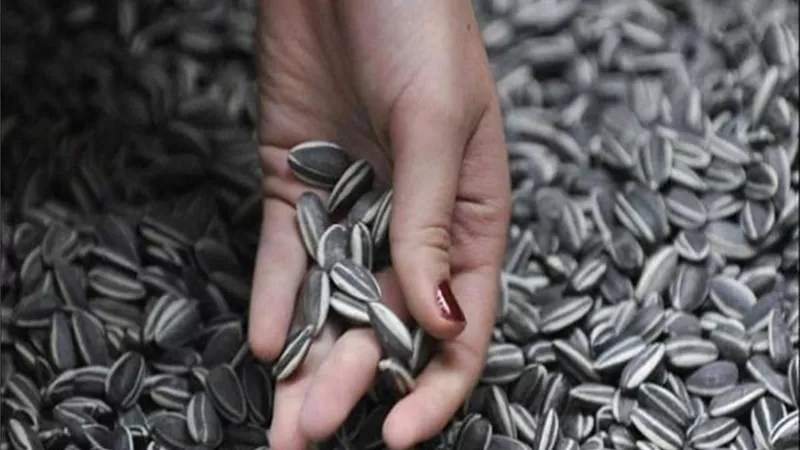 اللب السوري لايسبب التهاب الزائدة الدودية