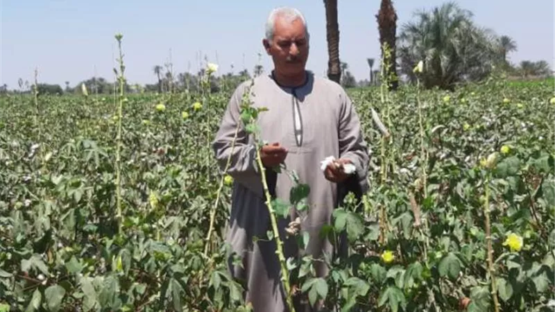 القطن خيب امال الفلاحين هذا العام