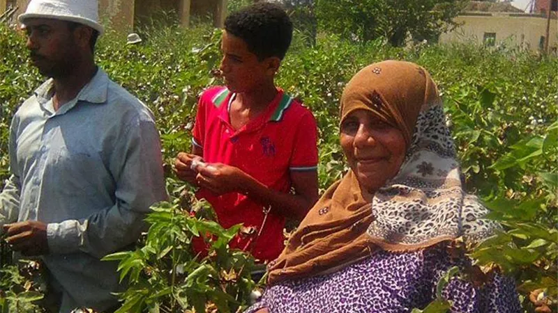 القنطرة غرب في الإسماعيلية جاهزة لجني الذهب الأبيض ..صور