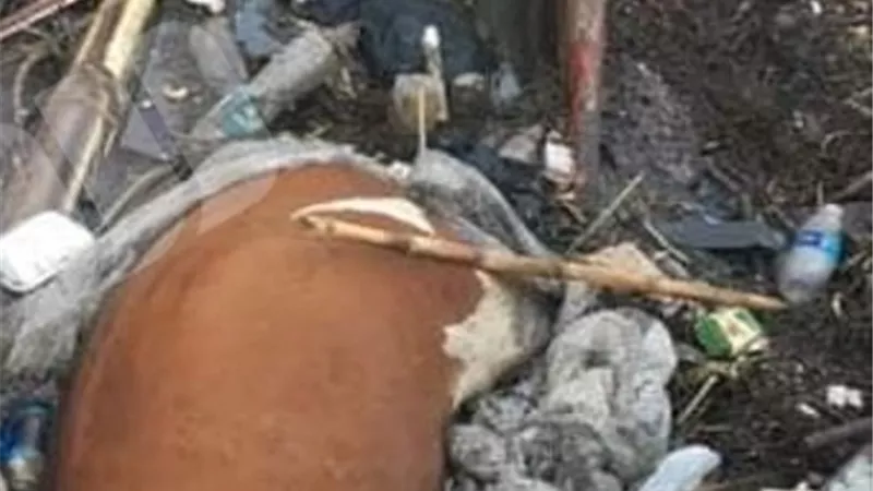 إستياء من ظهور عجل نافق على شاطئ النيل بالأقصر