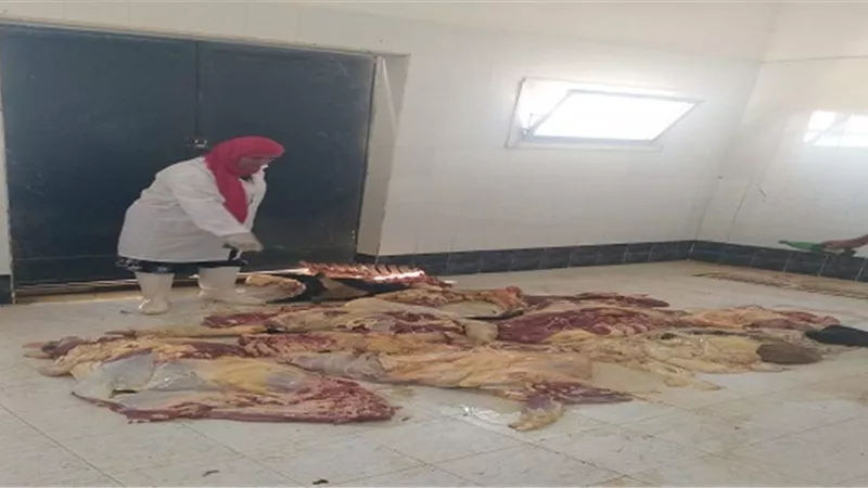إعدام عجل مصاب بالصفراء بالمجزر الرئيسي بالوادى الجديد