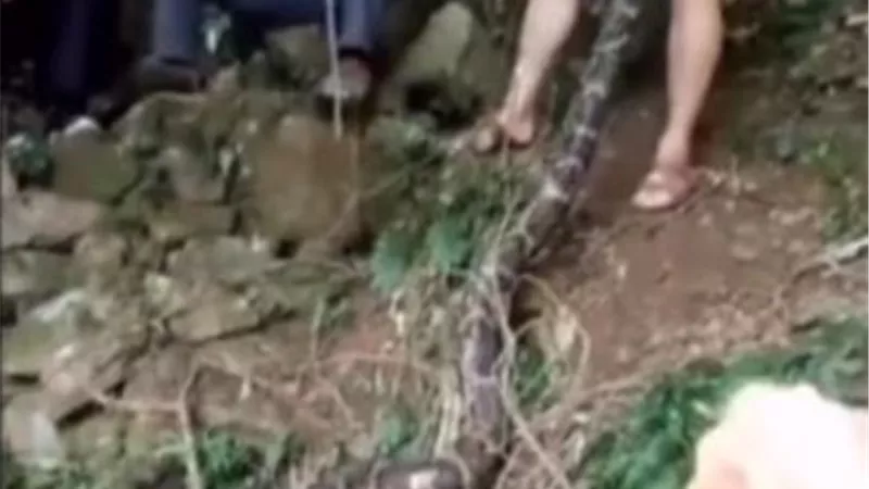 شاهد بالفيديو ثعبان يبتلع عنزة وصاحبها يخرجها