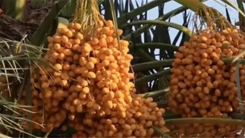 الزراعة: فتح سوق جديدة للبلح المصري في الصين