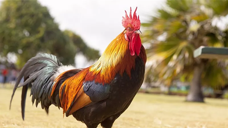 حاولت جمع البيض من داخل عشة الفراخ.. فقتلها الديك