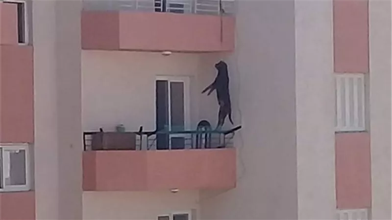 مفاجأة جديدة حول واقعة كلب الغردقة المشنوق