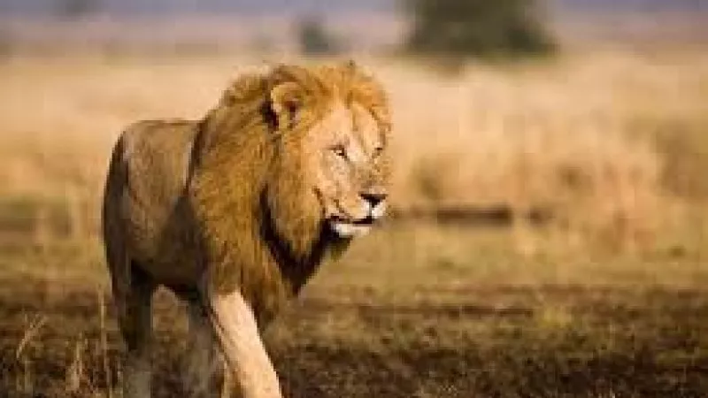 أسد يتجول في شوارع العراق ..صور