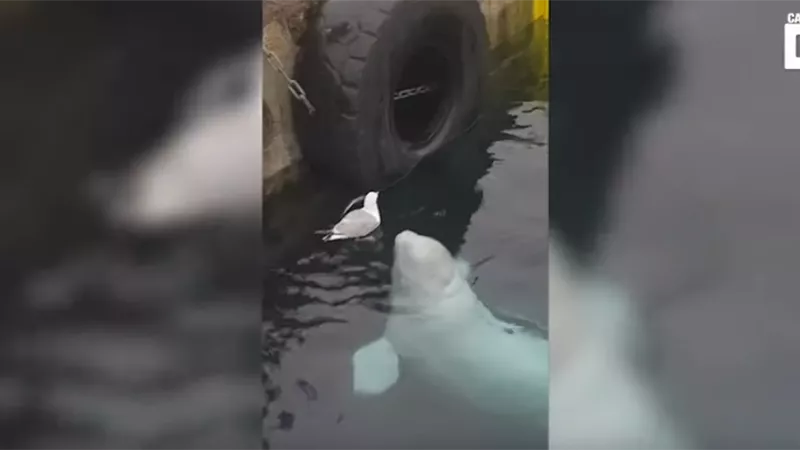 فيديو مثير لصداقة غريبة بين حوت 