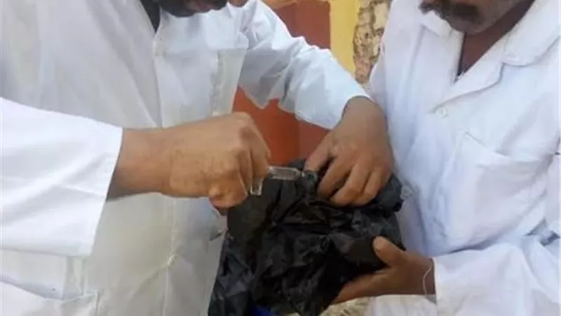 بدء التحصين ضد مرض طاعون المجترات الصغيرة بالفيوم