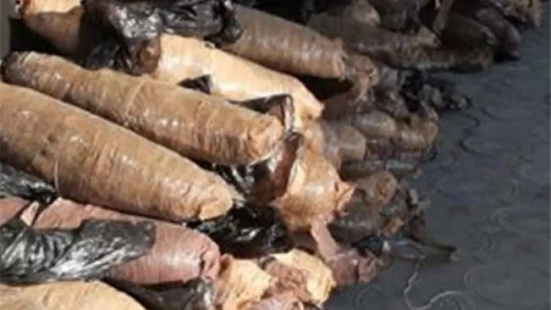 ضبط 200 كيلو بانجو في حملة أمنية بالدقهلية