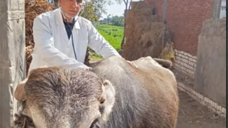 جامعة الزقازيق توجه قافلة بيطرية مجانية لميت ربيعة