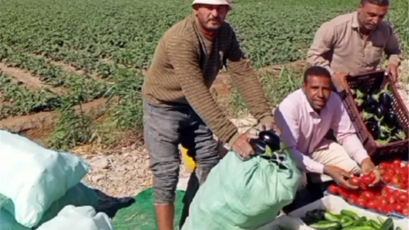 اكتشاف خط انتاج لدعم الاكتفاء على يد مزارع بالوادى الجديد.. صور