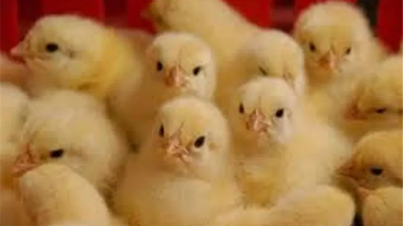 الزراعة: فتح باب استيراد كتاكيت وبيض الدواجن بهدف خفض الأسعار
