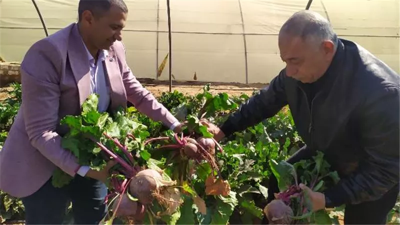 رئيس مركز الداخلة يتفقد باكورة إنتاج الشمندر لعلاج فقر الدم