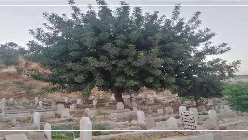 زراعة الأشجار عند القبور.. متى يكون جائزًا ومتى يُمنع؟