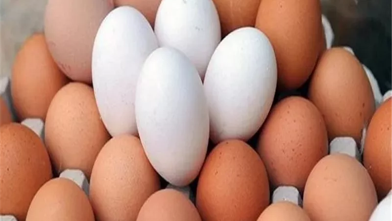 أسعار البيض اليوم الأحد 2-2-2025