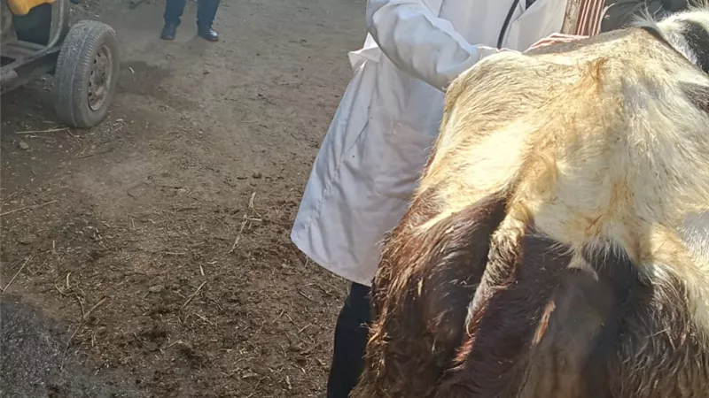 كليةالطب البيطرى بالزقازيق توجه قافلة مجانيّة ل(الرحمانية)