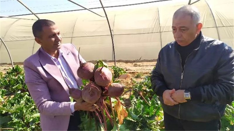 الذهب الأحمر.. يشرق فوق أرض الوادي الجديد