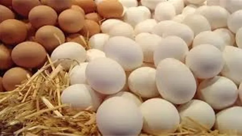 أسعار البيض اليوم السبت 8-2-2025