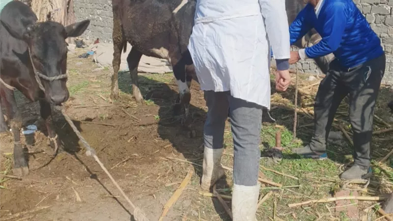 مديرية الطب البيطري بالفيوم ،، تستعرض جهودها خلال شهر يناير