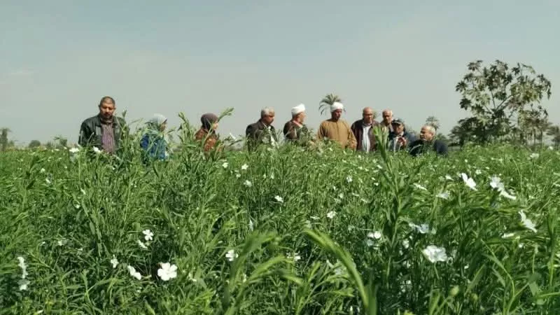 زراعة الشرقية تُنفذ يوما حقليا لمحصول الكتان