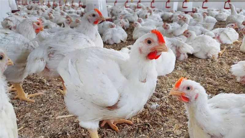 اسعار الفراخ اليوم.. انخفاض ملحوظ ونصائح مهمة للمستهلكين
