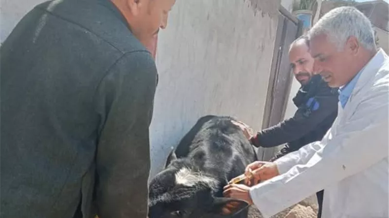 قافلة بيطرية من جامعة الزقازيق تعالج 2153 حيوان بالشرقية