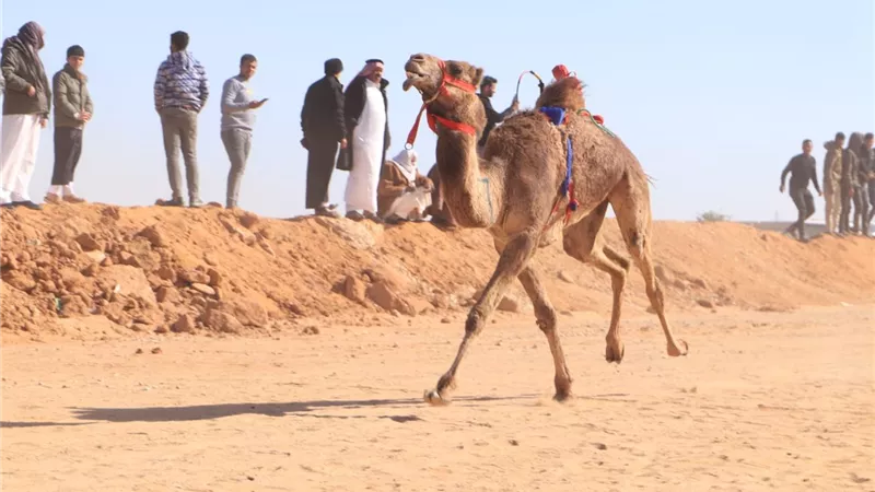 بمشاركة ثلاث دول عربية.. اليوم الأول لسباق الهجن بالاسماعيلية